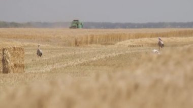 Buğday hasat bir güneşli yaz gününde hasat. Buğday hasat hasat birleştirmek.
