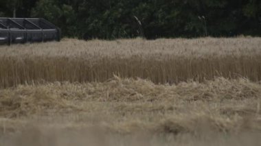 Buğday hasat bir güneşli yaz gününde hasat. Buğday hasat hasat birleştirmek.