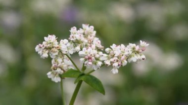 Çiçek açan buğday. Buğday alan yaz güneşli bir günde, Poltava, Ukrayna. Kırsal manzara içinde buğday tarlası. Buğday çiçeği yakın çekim. Karabuğday tarım. 