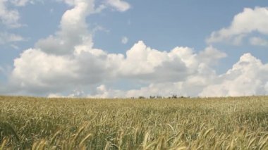 Buğday alan. Olgunlaşma kulak çayır buğday alanının arka plan. Ukrayna buğday ürün. Buğday sakalları.