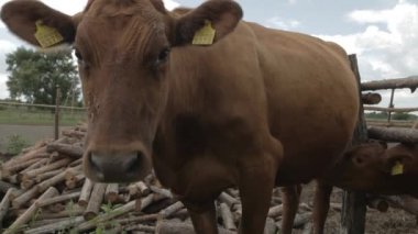 Süt inekleri bir çiftlik. İnekleri sağmak ile Modern çiftlik cowshed. Bir ahırda inek. Tarım sanayi, tarım ve Hayvancılık kavramı, inek sürüsü.