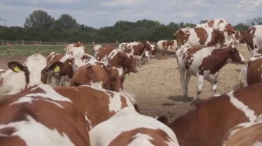 Süt inekleri bir çiftlik. İnekleri sağmak ile Modern çiftlik cowshed. Bir ahırda inek. Tarım sanayi, tarım ve Hayvancılık kavramı, inek sürüsü.