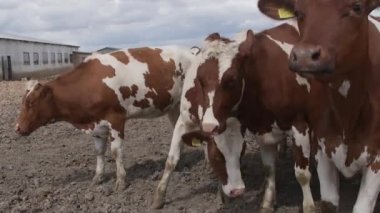 Süt inekleri bir çiftlik. İnekleri sağmak ile Modern çiftlik cowshed. Bir ahırda inek. Tarım sanayi, tarım ve Hayvancılık kavramı, inek sürüsü.