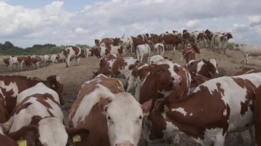 Süt inekleri bir çiftlik. İnekleri sağmak ile Modern çiftlik cowshed. Bir ahırda inek. Tarım sanayi, tarım ve Hayvancılık kavramı, inek sürüsü.