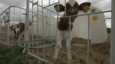 Şirin buzağı çiftliği cowshed içinde. Yakın çekim bebek inek (Bos Toros) süt çiftliğinde beslenirler. Süt inekleri bir çiftlik. İnekleri sağmak ile Modern çiftlik cowshed. Bir ahırda parçalamak. Tarım sanayi, tarım ve Hayvancılık kavramı, inek sürüsü.