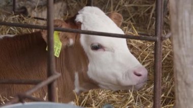 Şirin buzağı çiftliği cowshed içinde. Yakın çekim bebek inek (Bos Toros) süt çiftliğinde beslenirler. Süt inekleri bir çiftlik. İnekleri sağmak ile Modern çiftlik cowshed. Bir ahırda parçalamak. Tarım sanayi, tarım ve Hayvancılık kavramı, inek sürüsü.