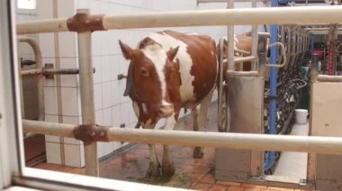 Sağım tesisi ve mekanize sağım donanımları inek. Modernizm Tarım üretim tarım Otomasyon inekler. Süt inekleri Ukraynalı grubundaki. İnekleri sağmak ile Modern çiftlik cowshed.