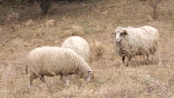 Ovejas Campo Manada Ovejas Pastando Una Hermosa Granja Colinas Paisaje — Vídeos de Stock