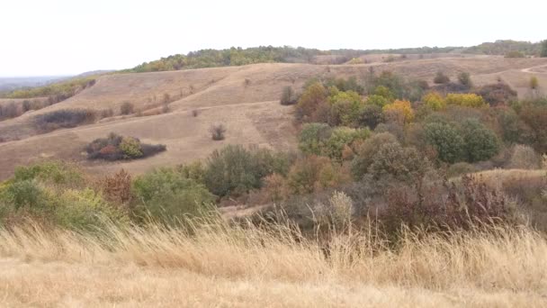 豪華な秋の田園地帯の眺め カラフルななだらかな丘陵 渓谷と木 ウクライナの美しい秋の風景 — ストック動画