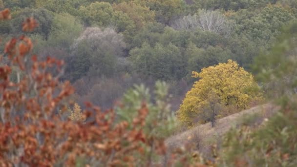 Nádherná Podzimní Výhledem Krajiny Barevné Kopce Údolí Stromy Krásný Podzim — Stock video