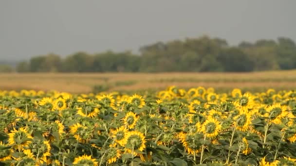 Słonecznikowe Pole Wibrujący Słonecznikowe Pole Zbliżenie Wielu Żółte Kwiaty Panorama — Wideo stockowe