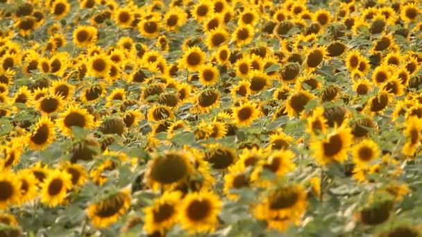 Solros Fält Pulserande Solros Fältet Närbild Med Många Gula Blommor — Stockvideo