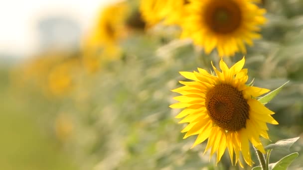 向日葵田 充满活力的向日葵田野特写与许多黄色的花朵 在夏季全景 — 图库视频影像
