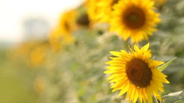 向日葵田 充满活力的向日葵田野特写与许多黄色的花朵 在夏季全景 — 图库视频影像