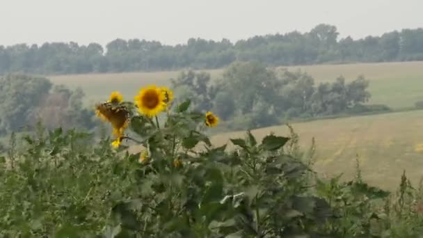 Słonecznikowe Pole Wibrujący Słonecznikowe Pole Zbliżenie Wielu Żółte Kwiaty Panorama — Wideo stockowe