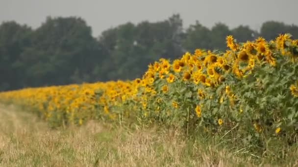 Solros Fält Pulserande Solros Fältet Närbild Med Många Gula Blommor — Stockvideo