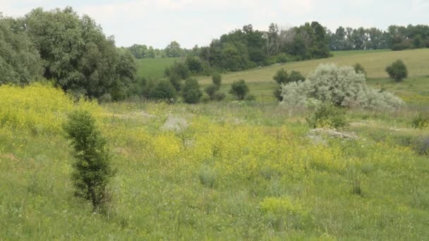 Ukrajinská Letní Krajina Pšeničné Pole Podzimní Krajina Zelené Byliny Strom — Stock video