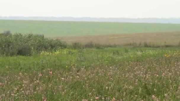 Paysage Été Ukrainien Avec Champ Blé Paysage Automne Avec Herbe — Video