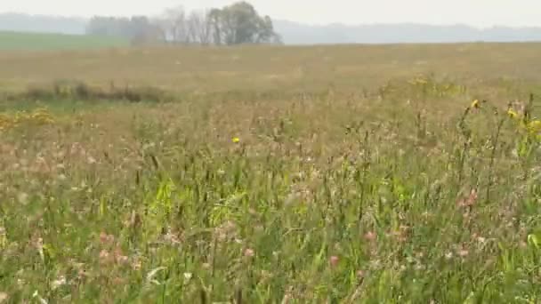 Ukraiński Summer Krajobraz Pole Pszenicy Jesienny Krajobraz Zielony Zioło Drzewa — Wideo stockowe