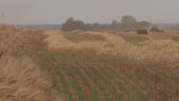 Het Oogsten Van Tarwe Harvester Een Zonnige Zomerdag Combineren Van — Stockvideo