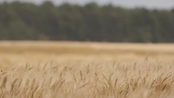 Buğday Hasat Bir Güneşli Yaz Gününde Hasat Buğday Hasat Hasat — Stok video