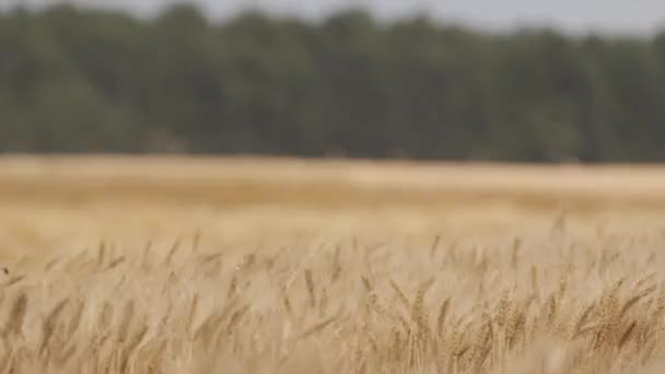 Harvesting Wheat Harvester Sunny Summer Day Combine Harvester Harvesting Wheat — Stock Video