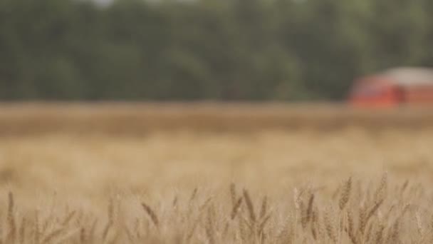 日当たりの良い夏の日に小麦の収穫を収穫します コンバインハーベ スター小麦を収穫 — ストック動画