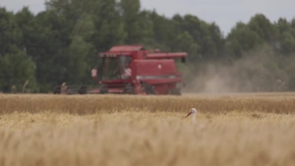 Het Oogsten Van Tarwe Harvester Een Zonnige Zomerdag Combineren Van — Stockvideo