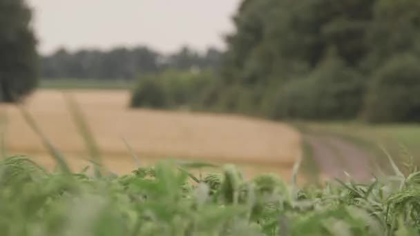 Grüne Feldpflanze Hirse Hintergrund Perlhirse Pennisetum Glaucum Ist Die Weitesten — Stockvideo