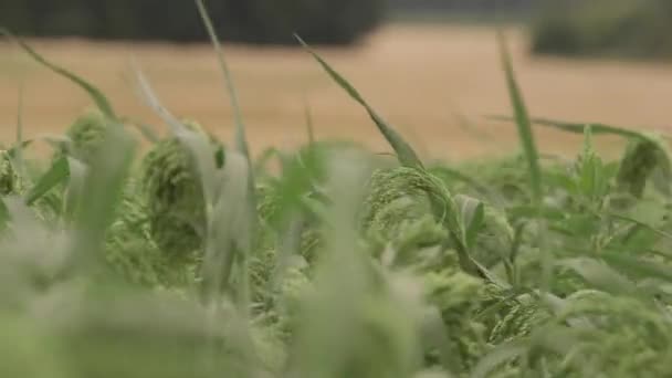 Campo Verde Planta Mijo Fondo Mijo Perla Pennisetum Glaucum Tipo — Vídeos de Stock