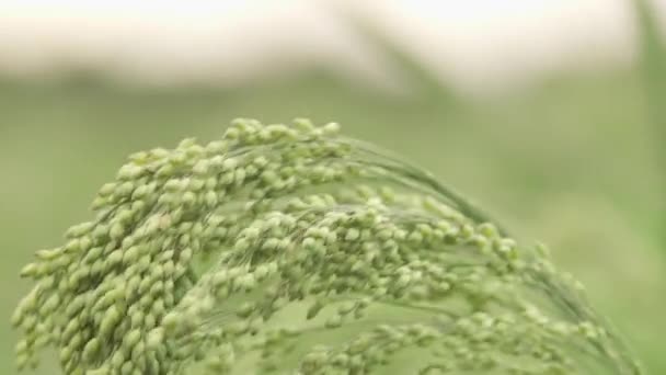 绿田植物小米背景 珍珠小米 绿狼尾草 是最广泛种植的谷子类型 珍珠小米领域在乌克兰领域 庄稼被知道作为 Bajra Bajri 小米用作食物 — 图库视频影像