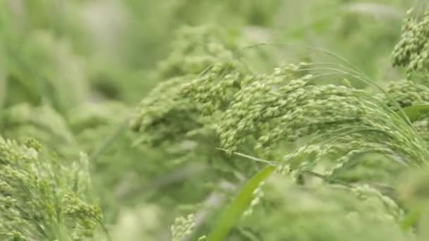 Latar Belakang Tanaman Millet Green Field Millet Mutiara Pennisetum Glaucum — Stok Video