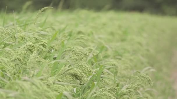 Groene Weide Plant Gierst Achtergrond Pearl Millet Pennisetum Glaucum Meest — Stockvideo