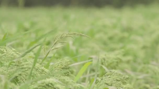 グリーン フィールド工場キビ背景 トウジンビエ ミレーの最も広く栽培される種類です トウジンビエ ウクライナ フィールドのフィールドです 作物はバジラまたは Bajri 農業として知っています — ストック動画