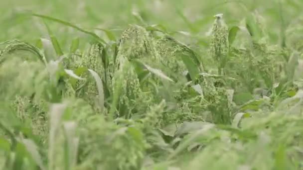 Zelené Louce Rostlina Proso Pozadí Bajra Pennisetum Glaucum Nejčastěji Pěstuje — Stock video