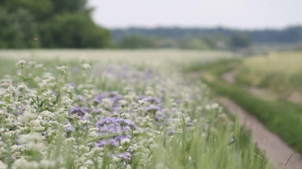 Sarrasin Fleurs Champ Sarrasin Par Une Journée Ensoleillée Été Poltava — Video