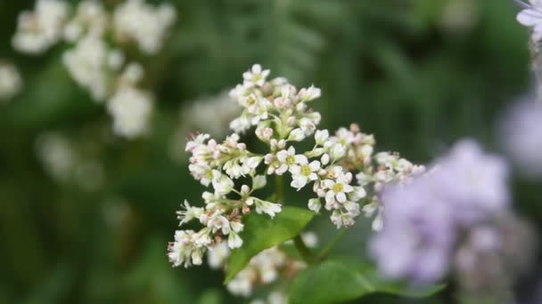 Grano Saraceno Fiore Campo Grano Saraceno Una Giornata Sole Estivo — Video Stock