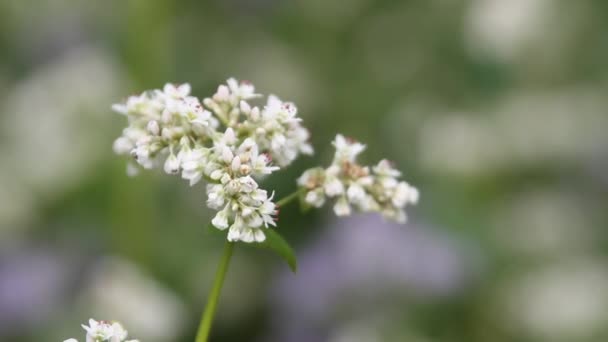 Kvetoucí Pohanky Pohankové Pole Letní Slunečný Den Poltava Ukrajina Oblasti — Stock video