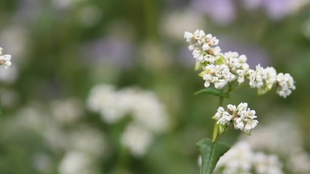 Sarrasin Fleurs Champ Sarrasin Par Une Journée Ensoleillée Été Poltava — Video