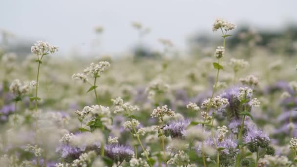 咲くソバ 夏の晴れた日 ポルタヴァ ウクライナにそば畑 農村風景の中のそば畑 ソバの花のクローズ アップ そばの農業 — ストック動画