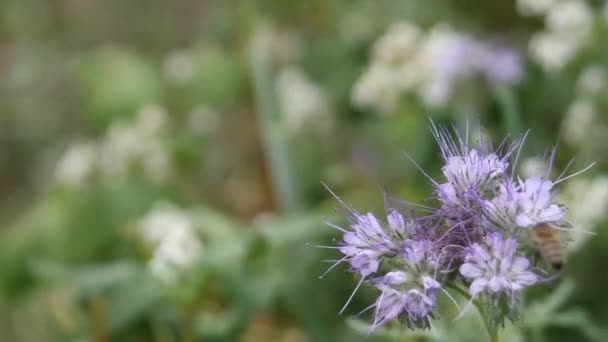 Du sarrasin en fleurs. Champ de sarrasin par une journée ensoleillée d'été, Poltava, Ukraine. Champ de sarrasin dans le paysage rural. Gros plan sur les fleurs de sarrasin. Agriculture du sarrasin . 