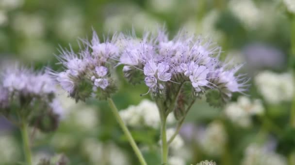 Sarrasin Fleurs Champ Sarrasin Par Une Journée Ensoleillée Été Poltava — Video