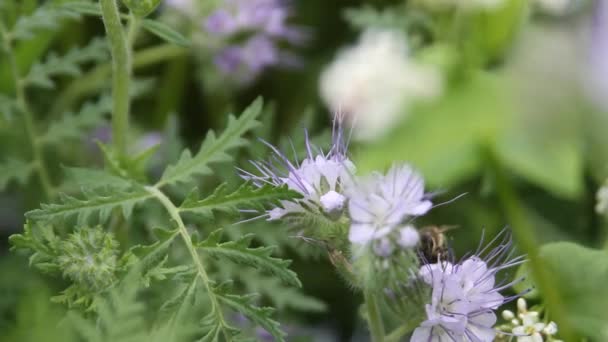 Grano Saraceno Fiore Campo Grano Saraceno Una Giornata Sole Estivo — Video Stock