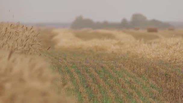 Weizenfeld. Hintergrund der reifenden Ähren des Weizenfeldes. Weizenernte in der Ukraine. Weizenbarte.