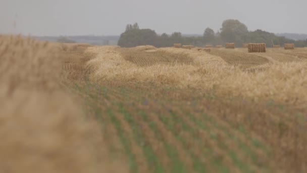 Pole Pszenicy Tło Uszy Dojrzewania Pola Pszenicy Łąka Uprawa Pszenicy — Wideo stockowe