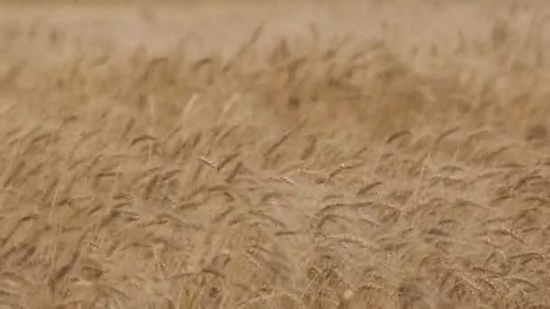 Campo Trigo Fundo Das Orelhas Maduras Campo Trigo Prado Cultivo — Vídeo de Stock