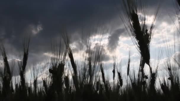 Campo Grano Sfondo Delle Spighe Maturazione Del Campo Grano Prato — Video Stock