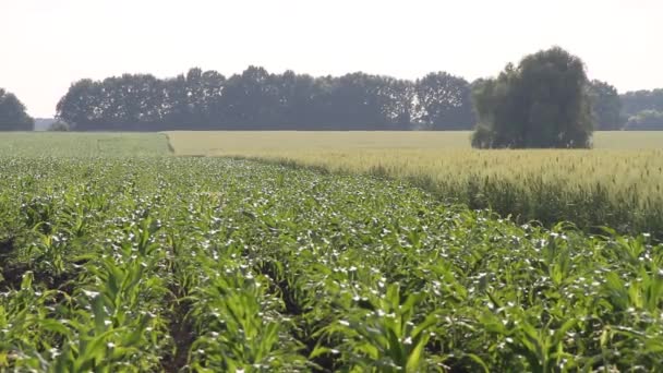 Campo Trigo Fondo Las Espigas Que Maduran Del Campo Del — Vídeo de stock