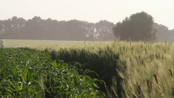 Pšeničné Pole Pozadí Zrání Uši Pole Pšenice Louka Úrody Pšenice — Stock video