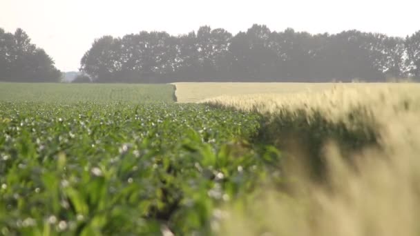 Pole Pszenicy Tło Uszy Dojrzewania Pola Pszenicy Łąka Uprawa Pszenicy — Wideo stockowe